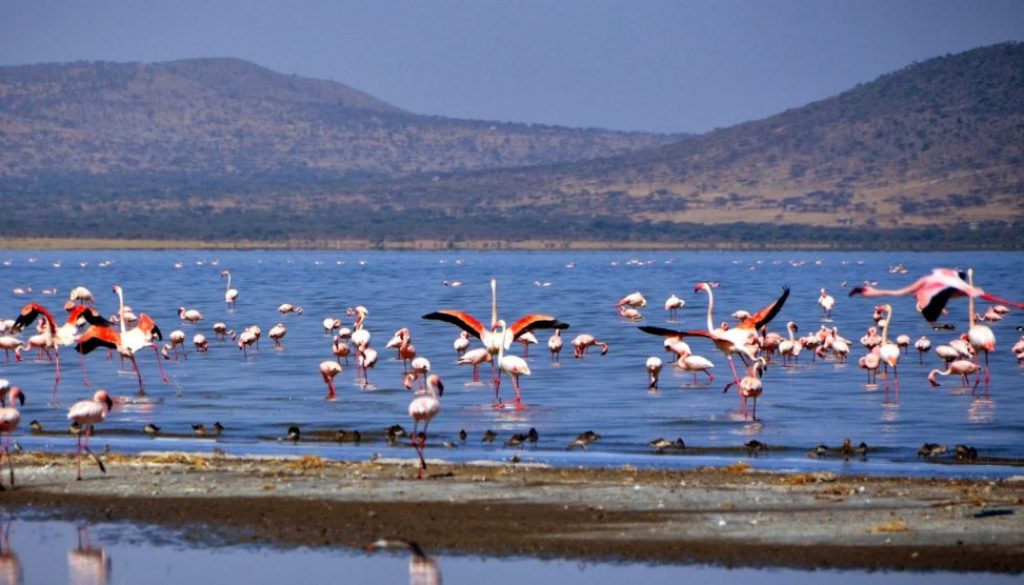 Abiyatta Shalla Lakes National Parks
