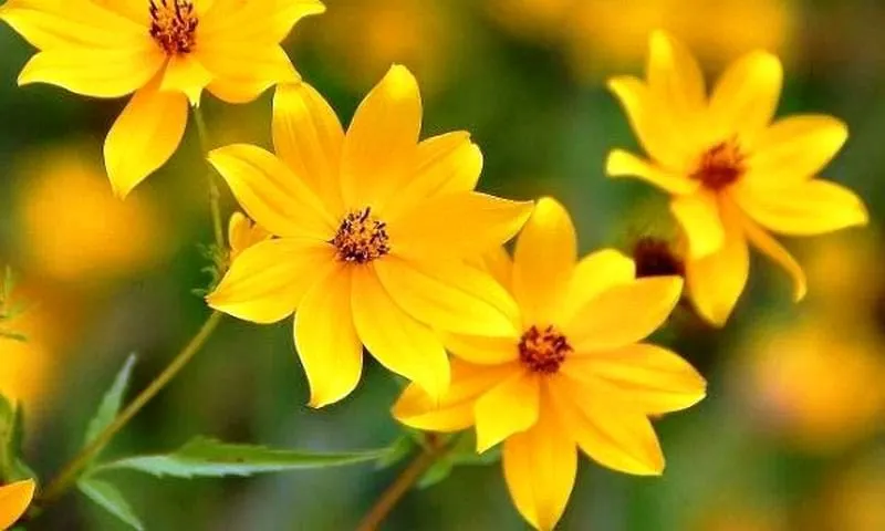 Ethiopian New Year (Enkutatash)