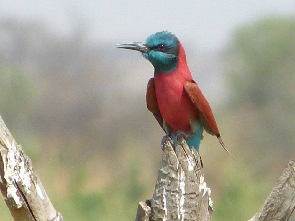 Geferssa, Sululta and Debre-Libanose Bird Watching 3 Days & 2 Nights