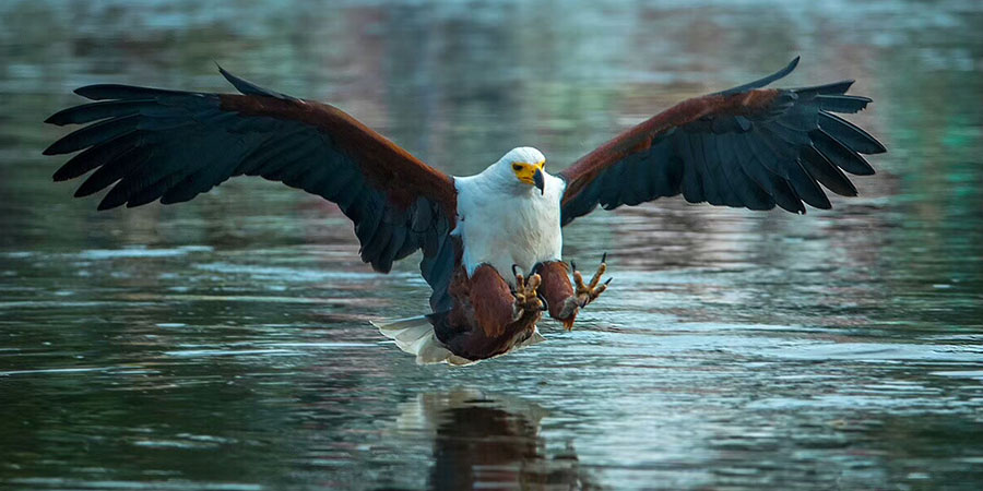 Rift Valley Lakes Bird Watching 4 Days & 3 Nights