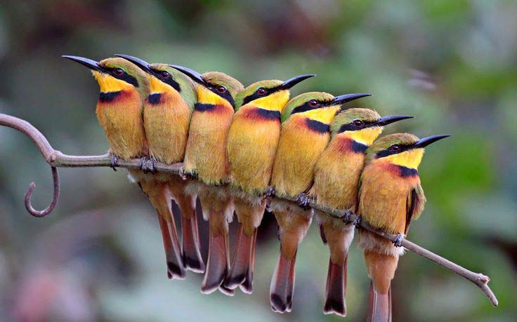 Geferssa, Debre-Libanose, Ziway, Langano, Wondo Genet, Bale and Awash Bird Watching 9 Days & 8 Nights