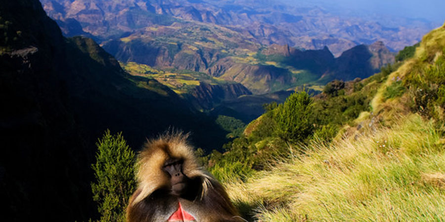 Simen Mountain Highland Trekking 9 Days